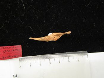 Media type: image;   Mammalogy BOM-9864 Description: Image of skeleton specimen - dorsal mandible view. Detailed image of the mandible of the skeleton specimen.;